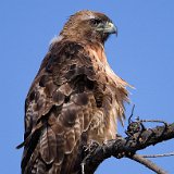 10SB3773 Red-Tailed Hawk